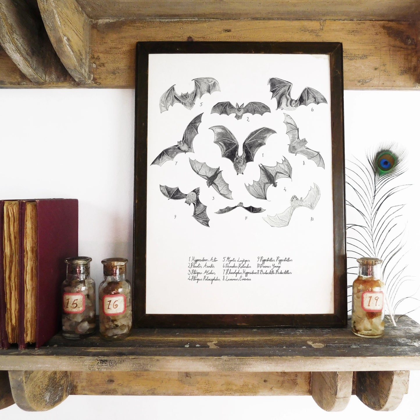 Print Celf A4 Glöyn Byw Lepidoptera