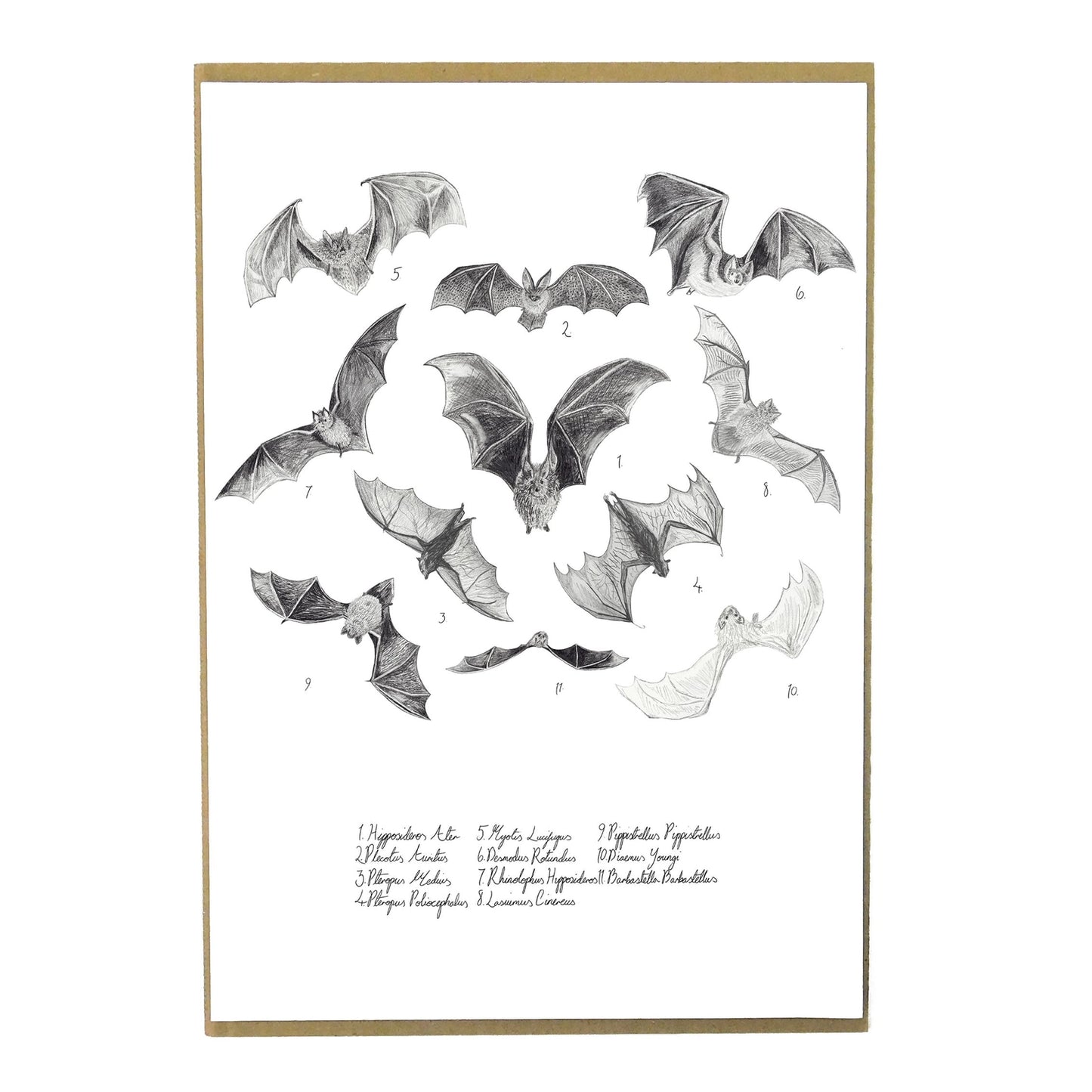 Print Celf A4 Glöyn Byw Lepidoptera