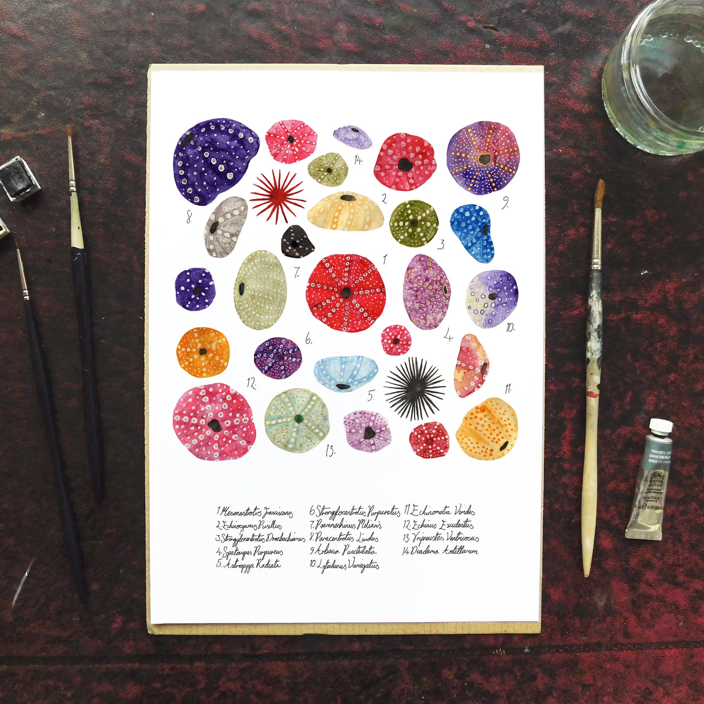 Echinozoa Sea Urchin A4 Art Print