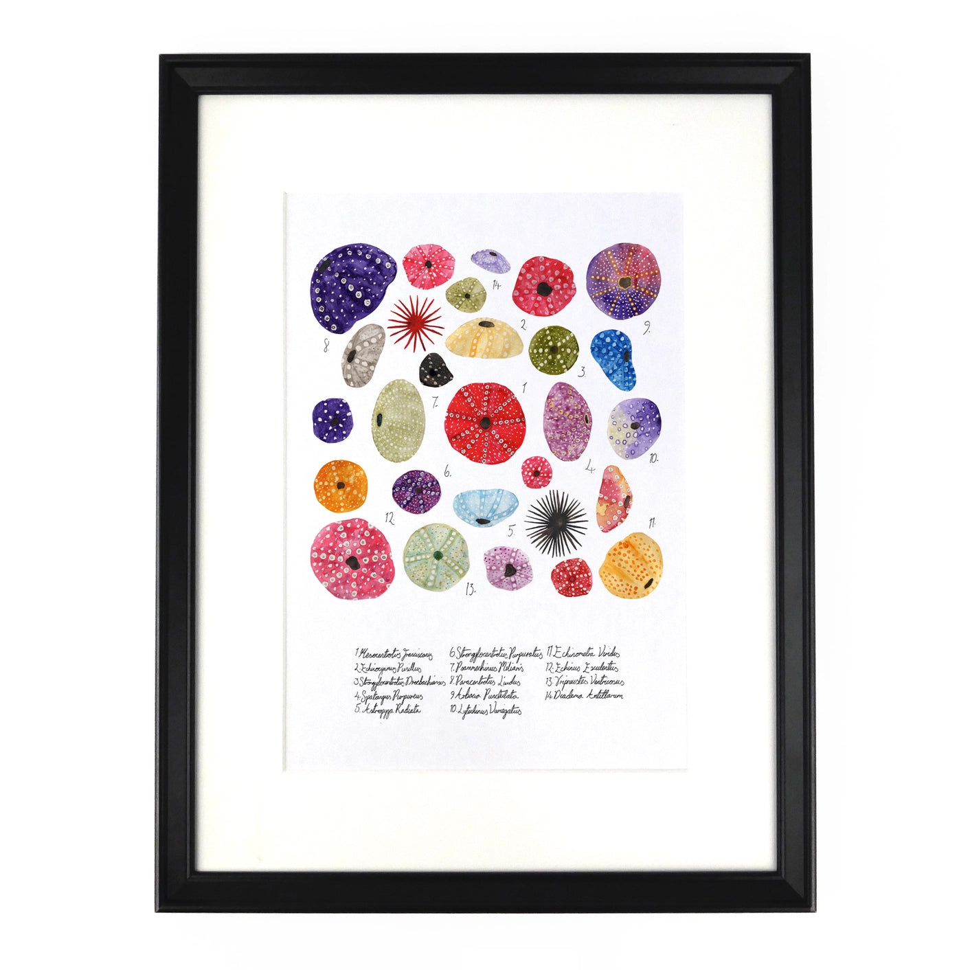 Argraffu Celf A4 Sea Urchin Echinozoa