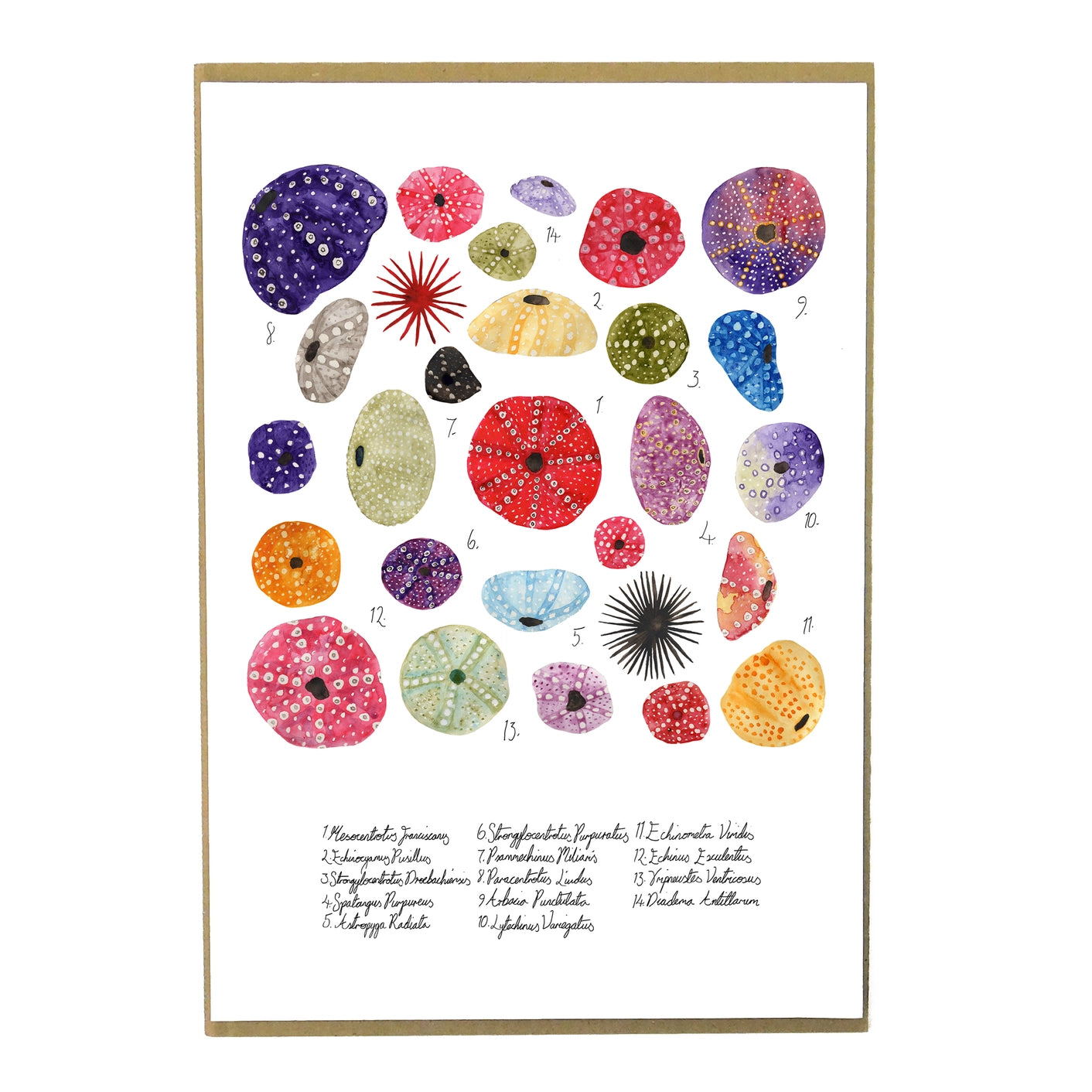 Argraffu Celf A4 Sea Urchin Echinozoa