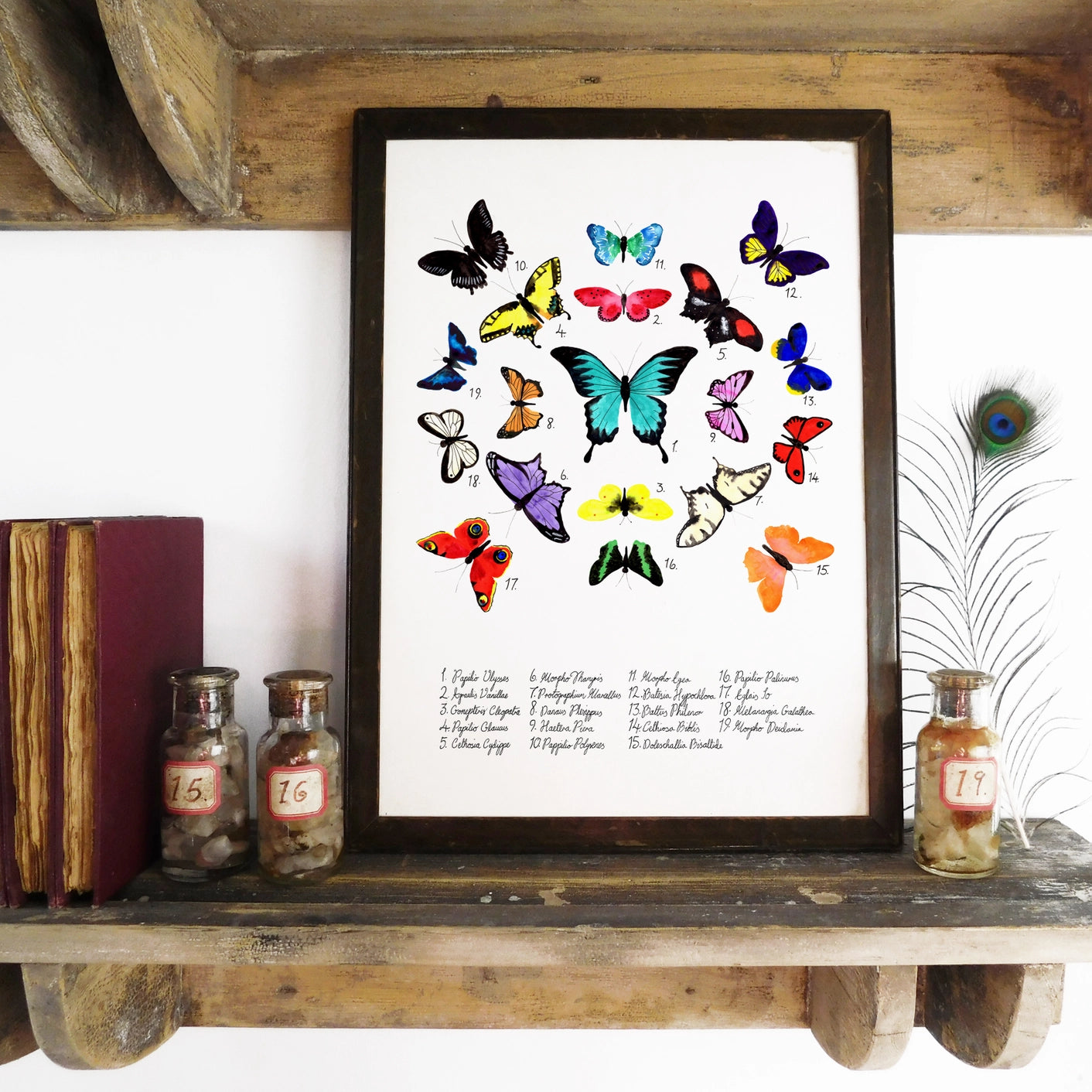 Print Celf A4 Glöyn Byw Lepidoptera
