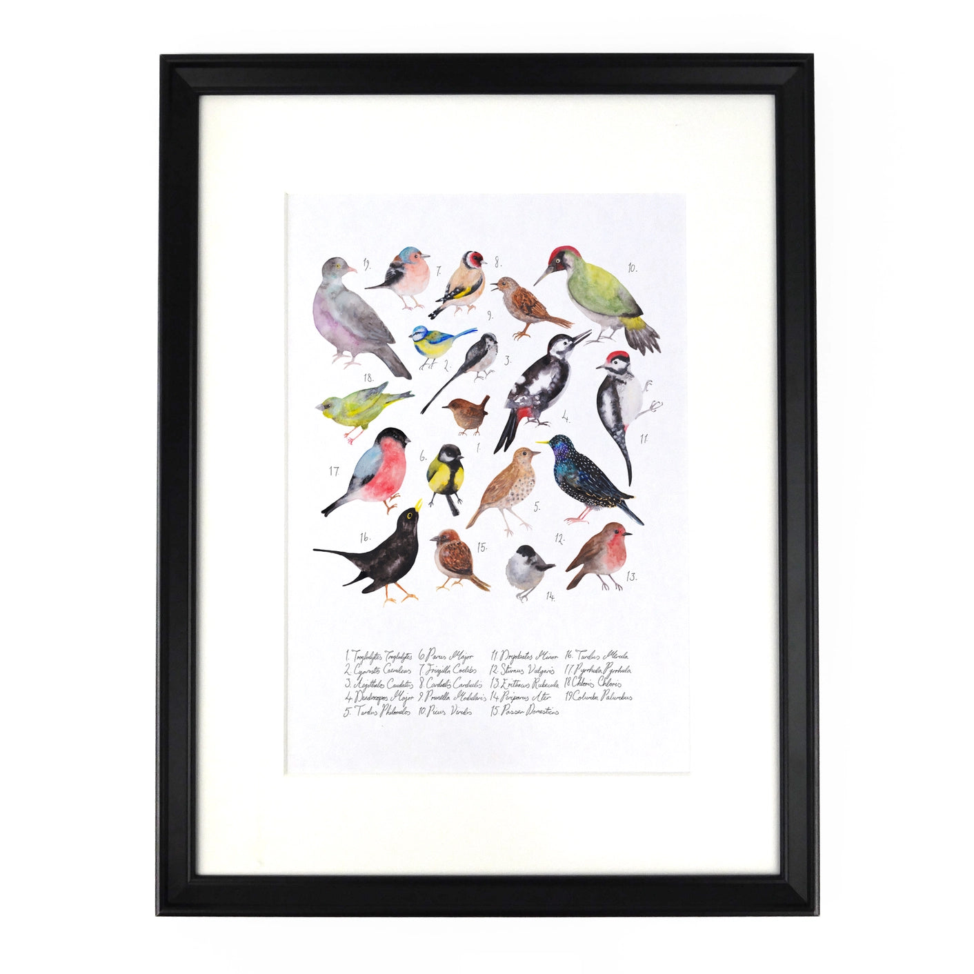 Aves British Garden Birds A4 Art Print