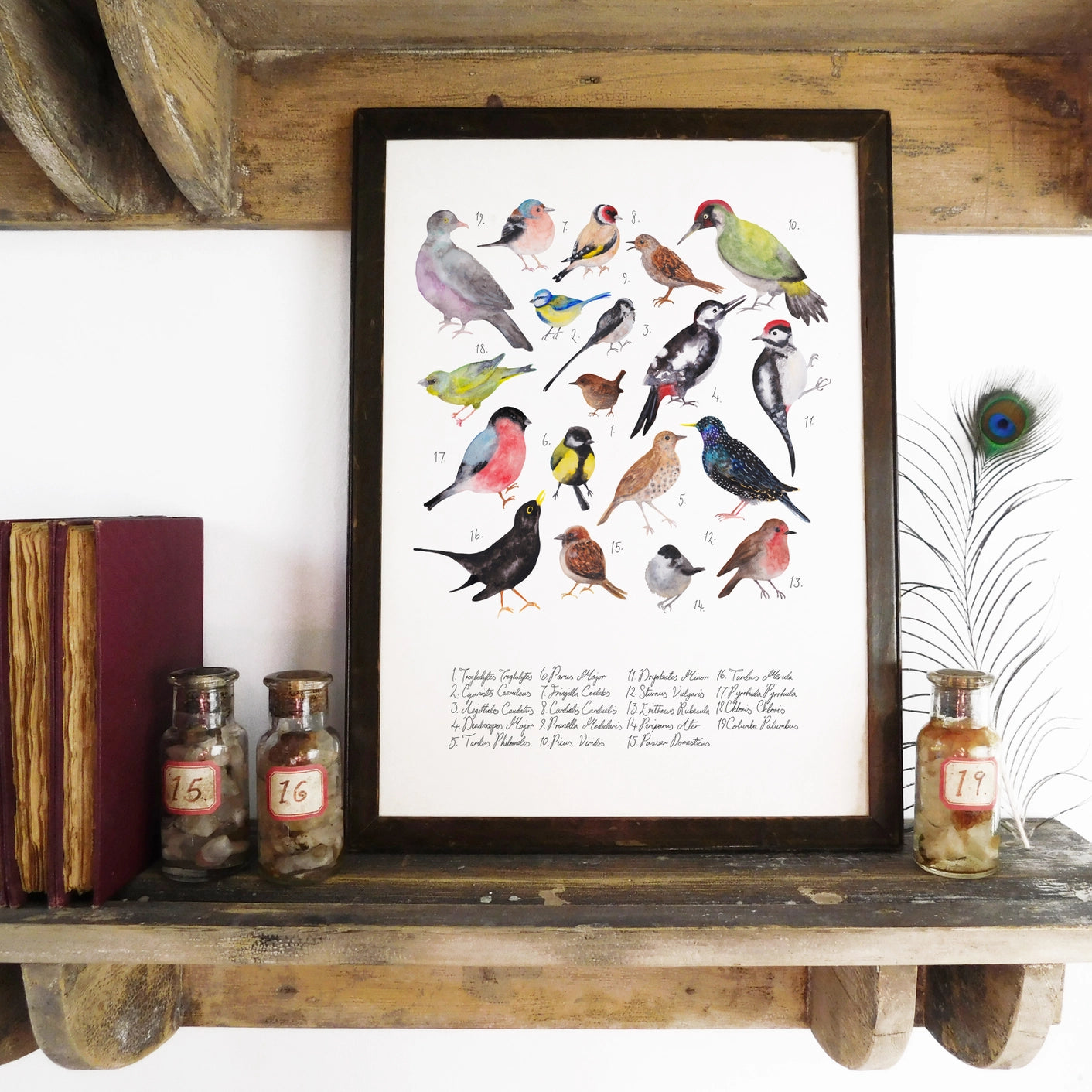 Aves British Garden Birds A4 Art Print