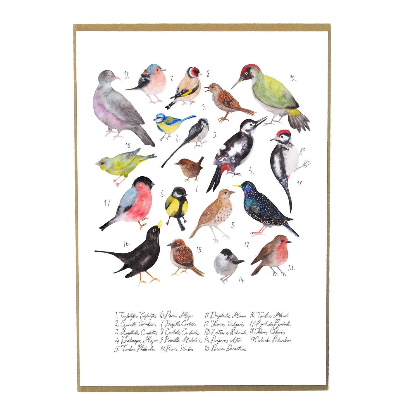 Aves British Garden Birds A4 Art Print