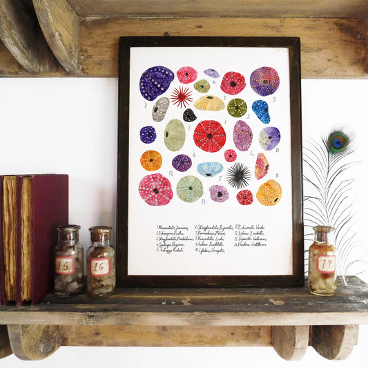 Echinozoa Sea Urchin A4 Art Print