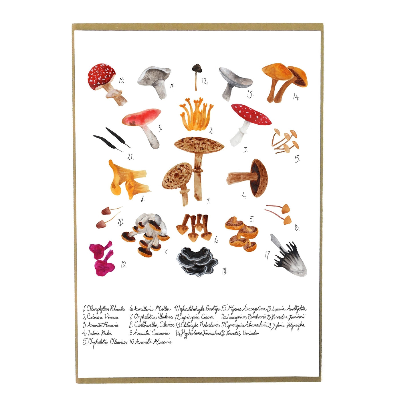 Fungi A4 Art Print